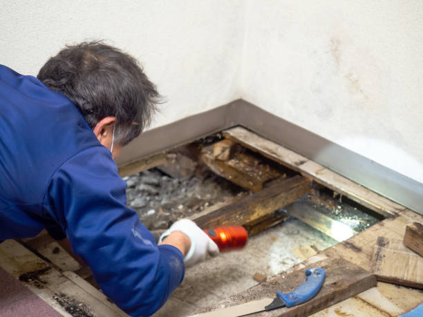 Best Mold Cleaning Services  in Kingston, IL