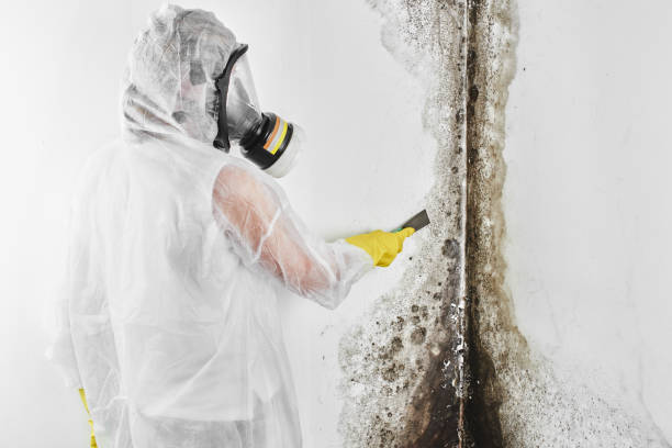 Best Mold Removal Company Near Me  in Kingston, IL