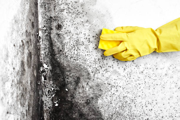 Best Mold Remediation  in Kingston, IL