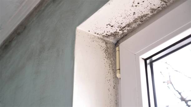 Best Commercial Mold Removal  in Kingston, IL