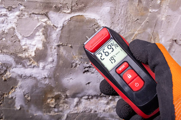Professional Mold Removal in Kingston, IL