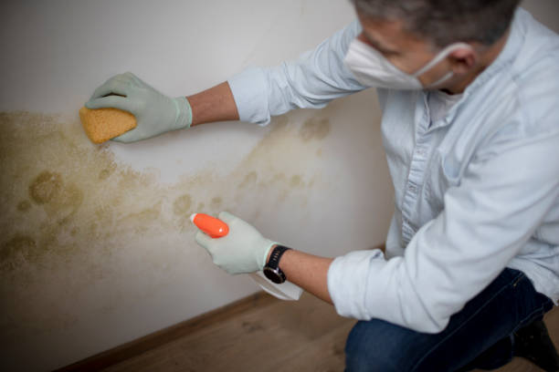 Best Mold Removal Near Me  in Kingston, IL
