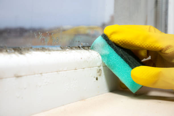 Best Mold Testing  in Kingston, IL