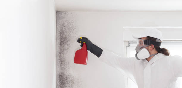 Best Mold Testing  in Kingston, IL
