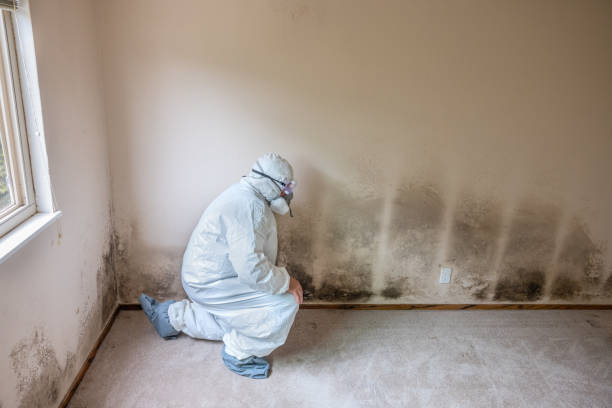 Best Mold Damage Repair  in Kingston, IL