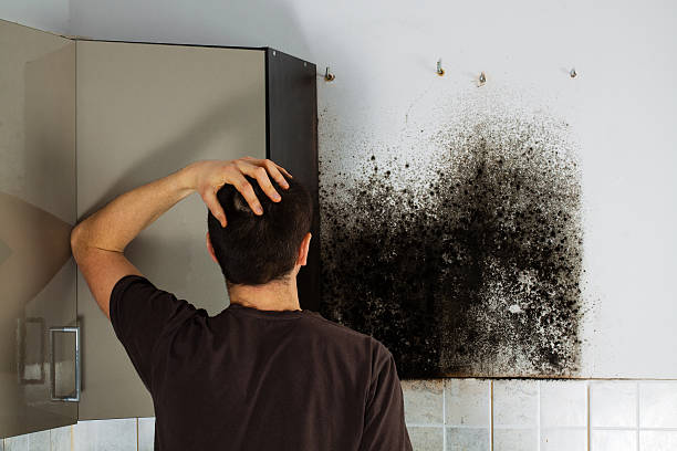 Best Mold Remediation Experts  in Kingston, IL