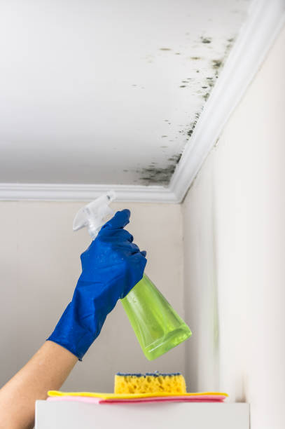 Best Toxic Mold Removal  in Kingston, IL